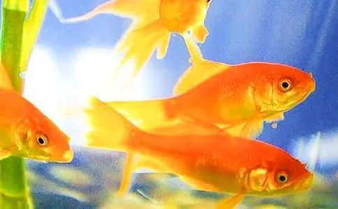 饲养小金鱼