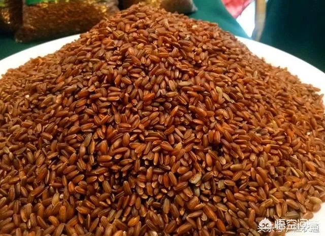 我国今年首次大范围试种海水稻，海水稻和水稻的区别到底有哪些？