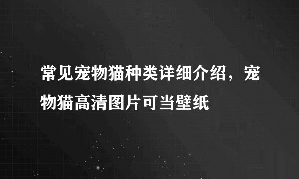 常见宠物猫种类详细介绍，宠物猫高清图片可当壁纸