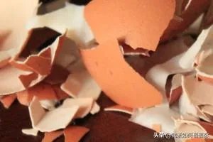 家中有蚂蚁窝怎么办？