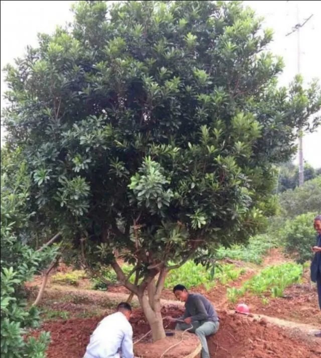 杨梅苗木栽培需要注意哪些事项？有没有什么好方法？