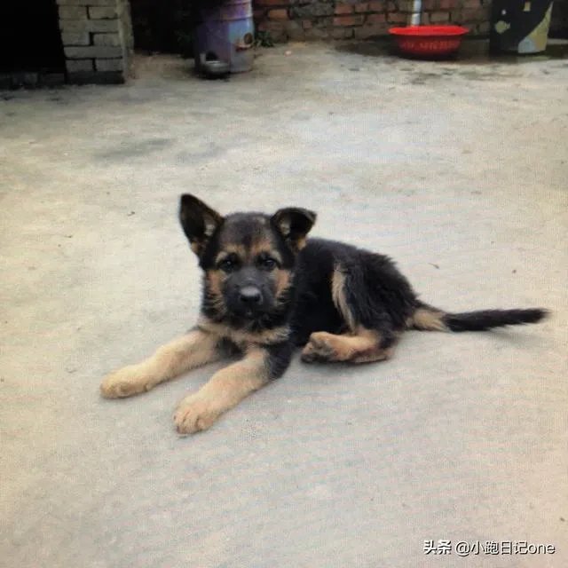 对主人忠诚的狗狗有哪些？