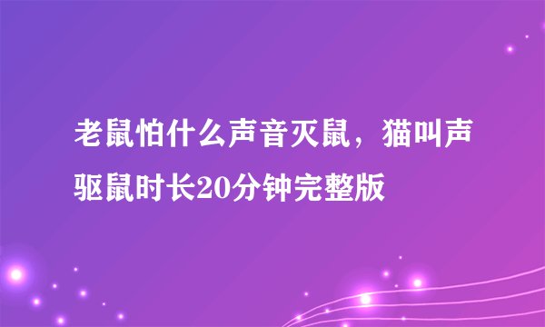 老鼠怕什么声音灭鼠，猫叫声驱鼠时长20分钟完整版