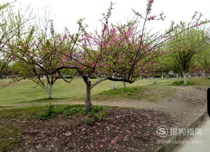 植树节的来历和意义