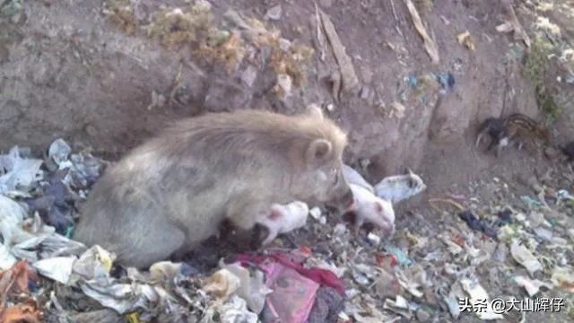 野猪是保护动物国家禁止猎杀,可是农民种的庄稼经常被糟蹋该怎么办?