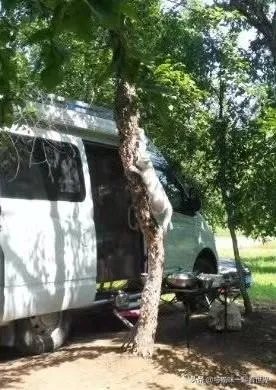 房车旅行可以带猫吗？为什么？