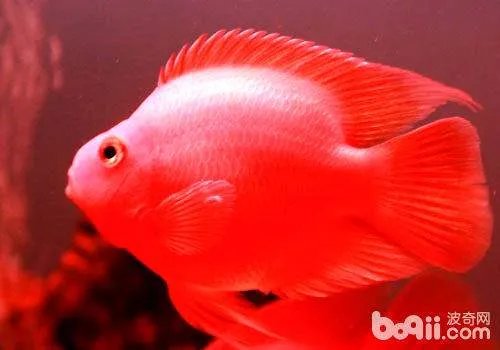 红鹦鹉鱼皮肤变黑了怎么办?