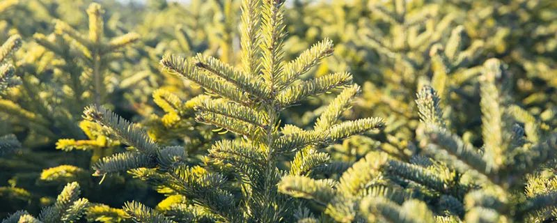 松毛虫的防治技术 松毛虫的防治技术有哪些