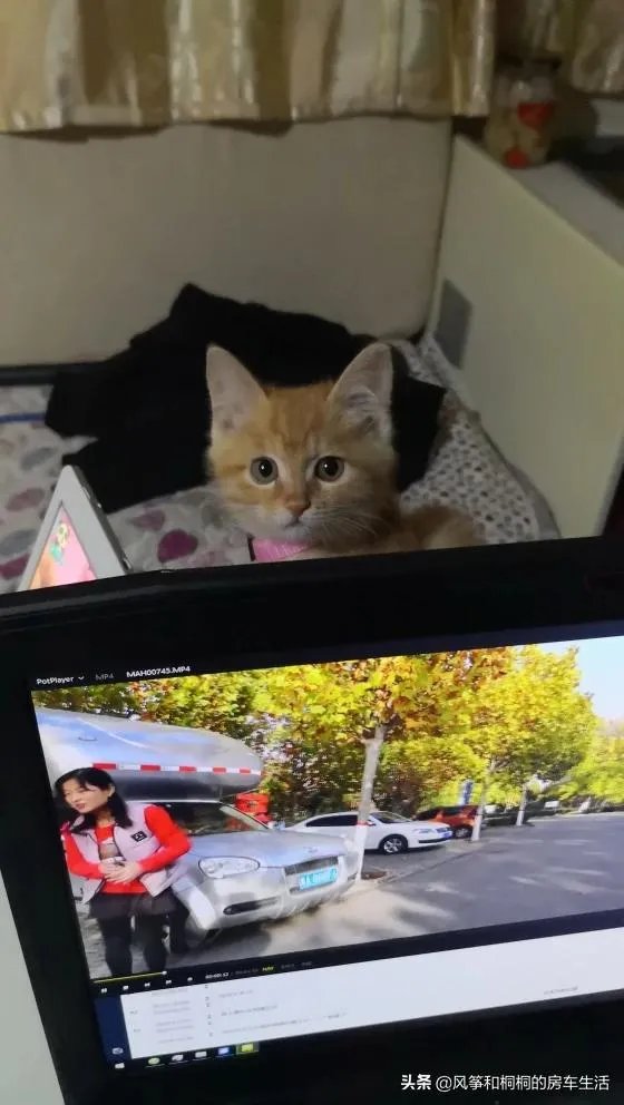 房车旅行可以带猫吗？为什么？