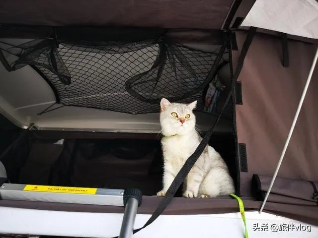 房车旅行可以带猫吗？为什么？