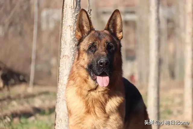 对主人忠诚的狗狗有哪些？