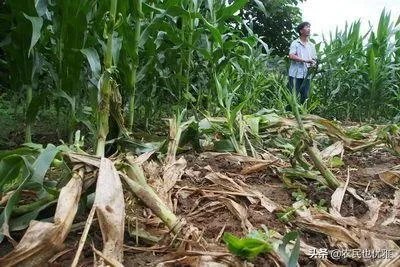 野猪是保护动物国家禁止猎杀,可是农民种的庄稼经常被糟蹋该怎么办?