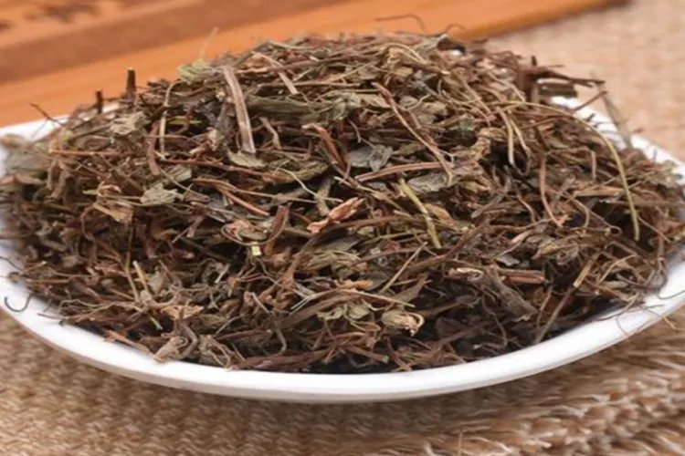 炸酱草图片功效与作用