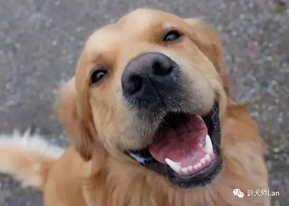 怎样训练狗狗讲规矩呀？