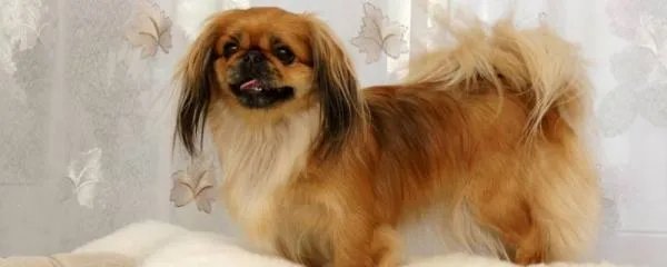 京巴狗是一种可爱的狗狗，那么京巴狗有哪些特点吗？