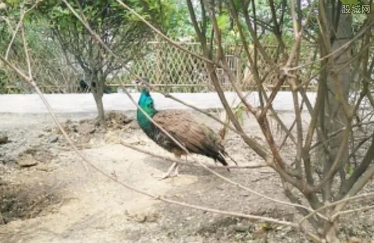 孔雀遭游客拔毛 逛动物园这些行为千万记得不要做
