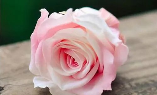 6朵玫瑰花代表什么意思 男人送6朵玫瑰花好吗