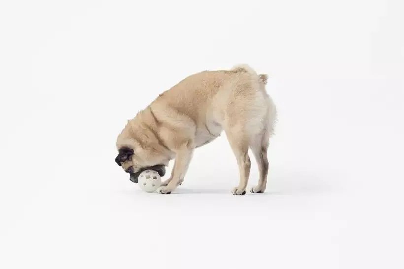 Nendo 3月新品-宠物狗用品系列