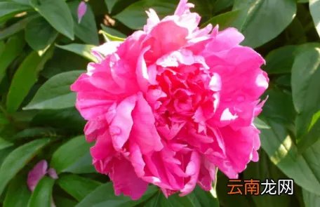 芍药花多少钱一支