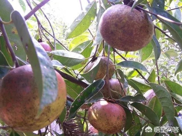 油茶苗哪个品种三年能挂果？