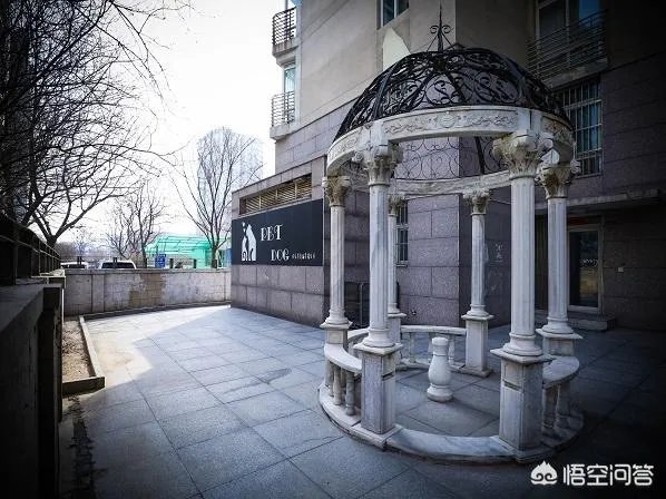 广州开宠物美容店有发展前景吗？