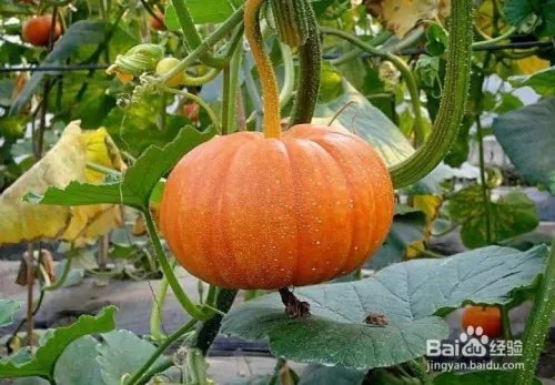 南瓜饼怎么做好吃又简单