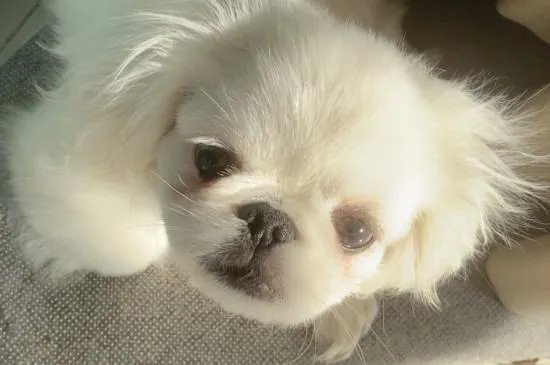 京巴狗是一种可爱的狗狗，那么京巴狗有哪些特点吗？