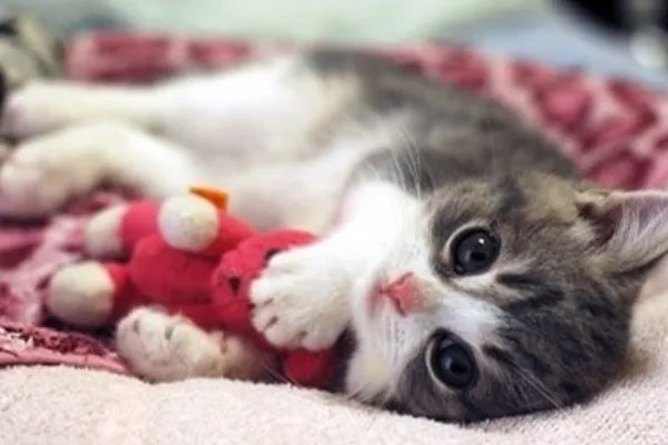 9.9元一天，共享猫咪生意火爆，谁来保证宠物猫的安全？