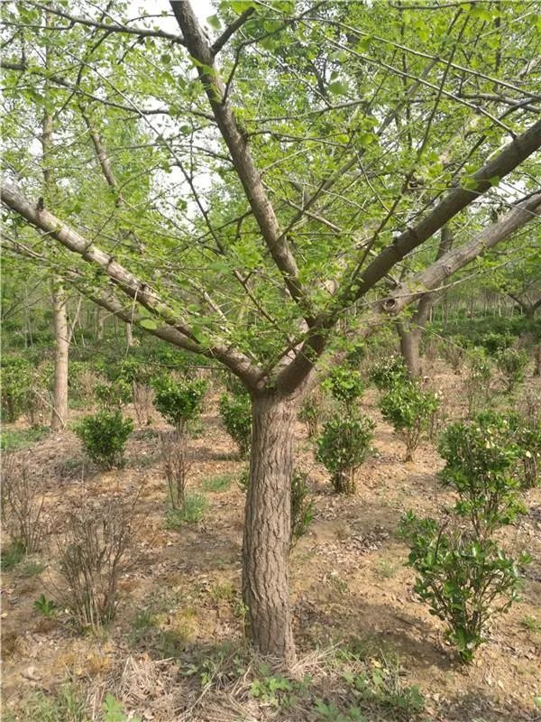 为什么说实生银杏是非常珍贵的树种？