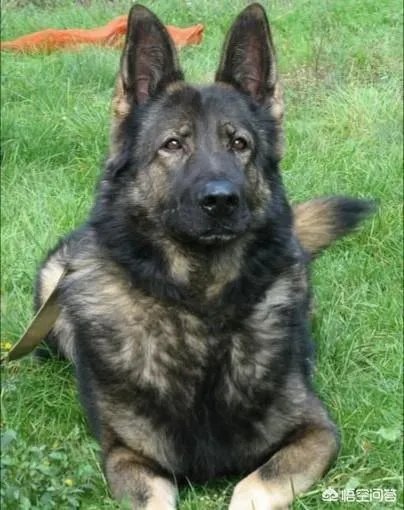 对主人忠诚的狗狗有哪些？