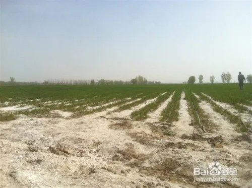 盐碱地改良方法