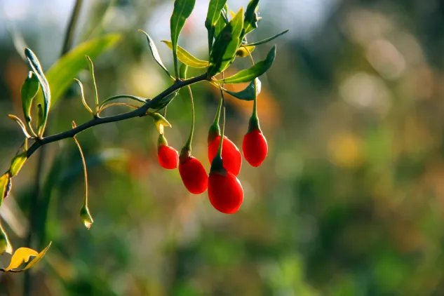 小满吃什么传统食物 小满的时候吃什么食物