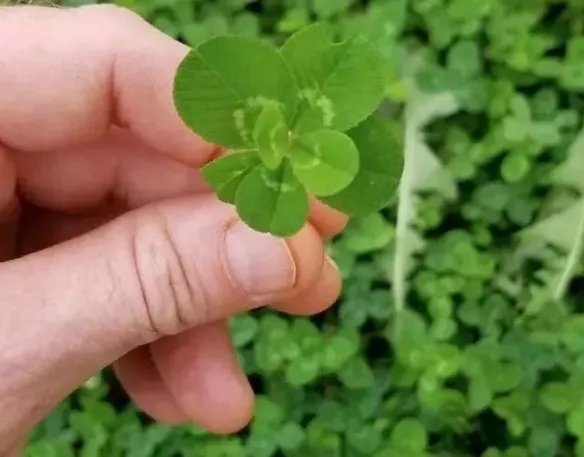 热带雨林惊现鲸鱼尸骨!27张千年一遇的神奇巧合照片