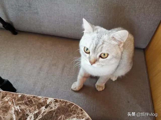 房车旅行可以带猫吗？为什么？