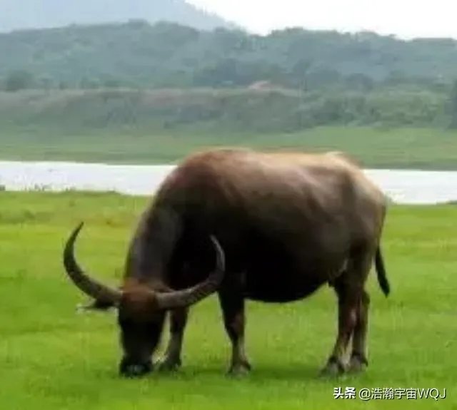 中国畜牧网养牛前景分析