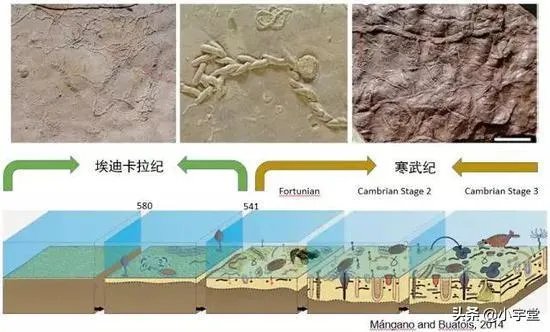地球演化中有哪些超乎人想象的现象?