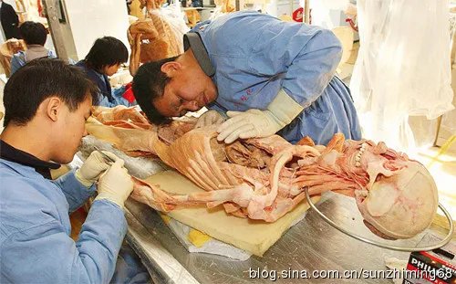 生物塑化技术的生物塑化技术在中国