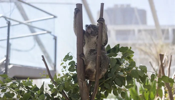 哪种动物拥有和人类相似的指纹
