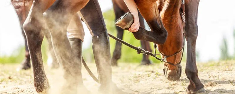 马蹄其实是马的什么 马蹄其实是马的哪个部位