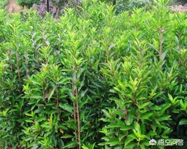 杨梅苗木栽培需要注意哪些事项？有没有什么好方法？