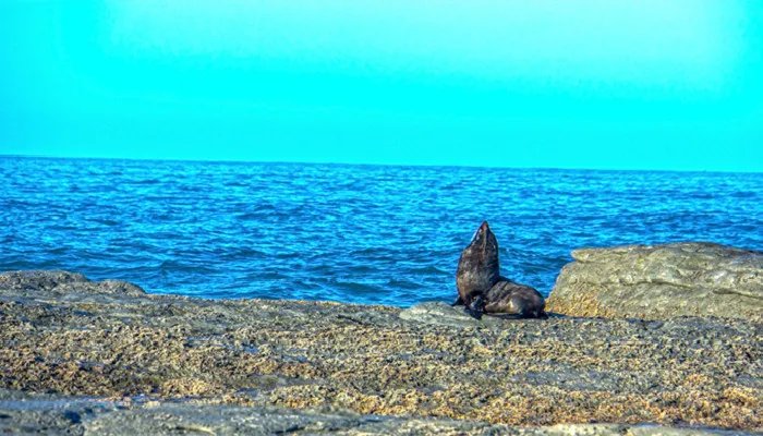 海洋中的瞌睡大王是什么动物 海洋动物中的瞌睡大王是哪种动物