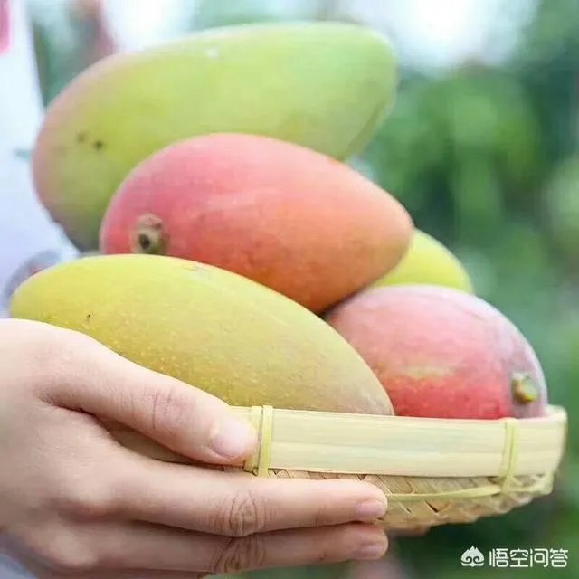 为什么生芒果比熟芒果重量重?