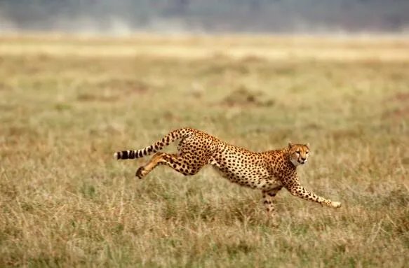 北极熊和百米赛跑运动员比短跑谁速度更快 北极熊和百米赛跑运动员谁会赢