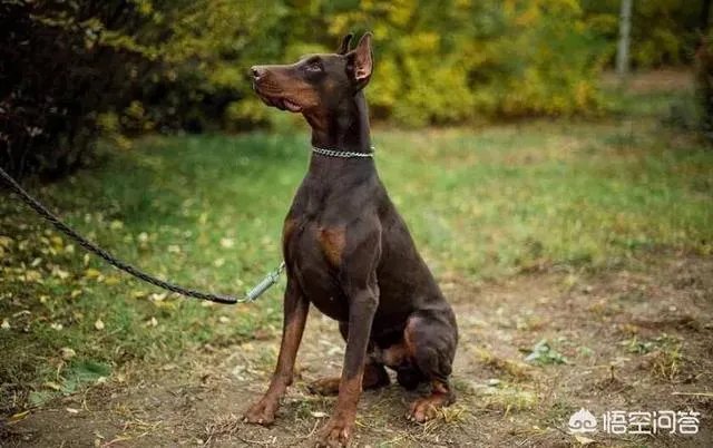 对主人忠诚的狗狗有哪些？