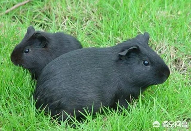 黑豚养殖，有大量的黑豚怎么养殖？