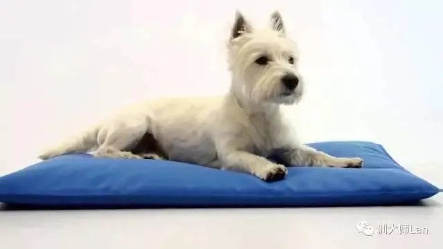 怎样训练狗狗讲规矩呀？