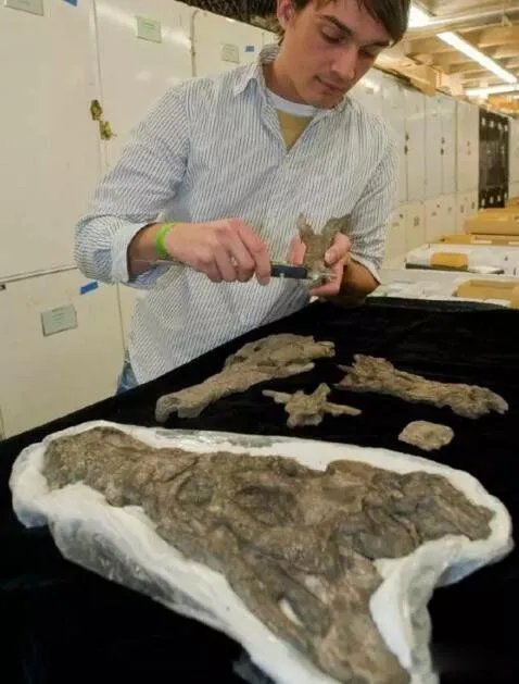 塞雷洪泰坦蟒的图片长什么样 有多大灭绝了吗