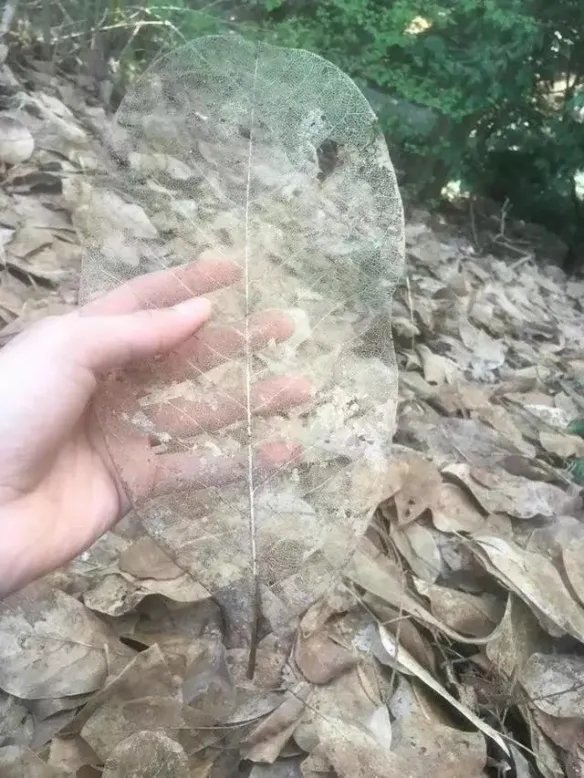 热带雨林惊现鲸鱼尸骨!27张千年一遇的神奇巧合照片