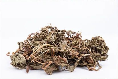 蒲公英图片和作用