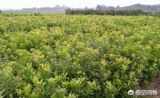 杨梅苗木栽培需要注意哪些事项？有没有什么好方法？